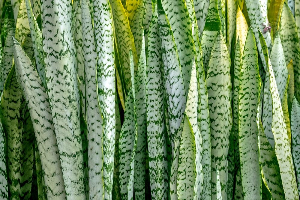 Snake plant-Mother-in-laws tongue